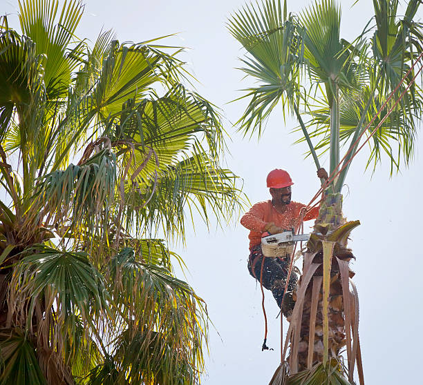 Best Tree Trimming Near Me  in Deville, AL